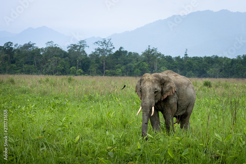Canvas Print Indian elephants in Assam roaming in Manas and Kaziranga national parks, India