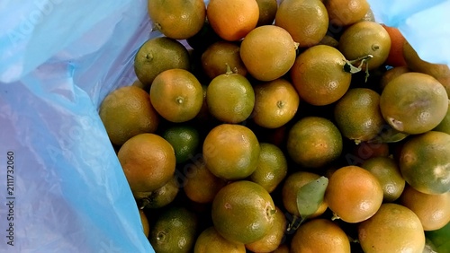 Obraz na plátně Calamansi Citrus Fruits Gathered in a Blue Plastic Bag for Fresh Culinary Ingred
