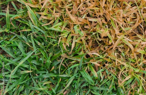 Mixed Green and Brown Grass Lawn Close Up