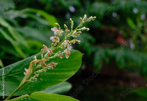 Edible Galangal Flower and Herb Plant