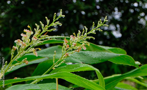 Edible Galangal Flower and Herb Plant