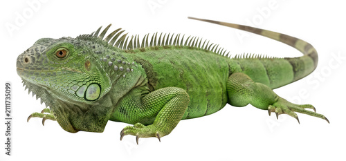 Konstfotografi Green scaly iguana with a spiky crest stays alert in a studio setting, isolated