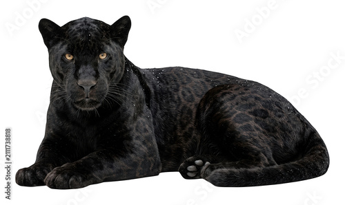 Quadro su tela Majestic black jaguar resting with wet dark fur and intense yellow eyes, isolate