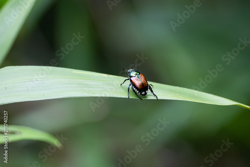 Close-up of Japanese beetle on a grass blade.