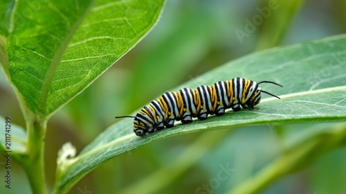 Green Black Striped Caterpillar on Leaf Close Up, Colorful Insect Nature Macro Photography