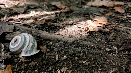 Photography Snail Shell Resting on the Forest Ground Among Decaying Leaves and Soil