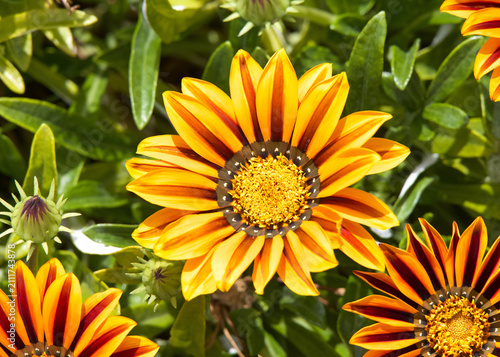 Yellow striped daisies from above.  close up. The daisy bushes is a genus of flowering plants belonging to the Calenduleae, one of the smaller tribes of the sunflower daisy family Asteraceae.