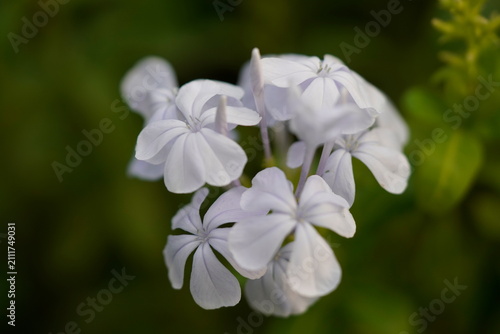 Fotografía Plumbago auriculata common name for Plumbago auriculata is Blue Plumbago