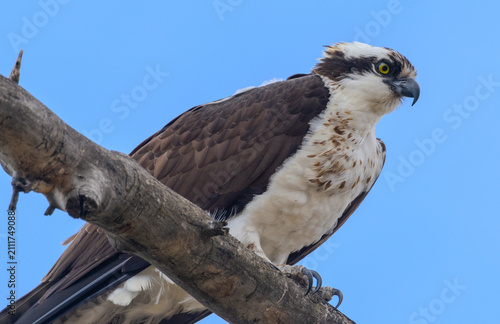 Canvastavla Osprey