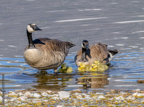 Картината върху платно Canada goose and gosling