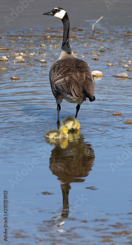 Obraz na płótnie Canada goose and gosling