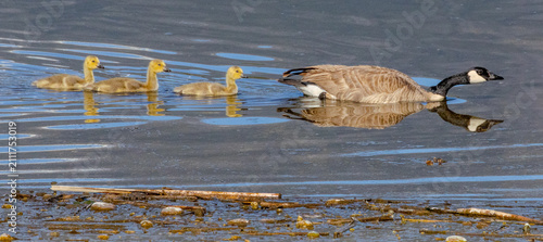 Fotografie Canada goose and gosling