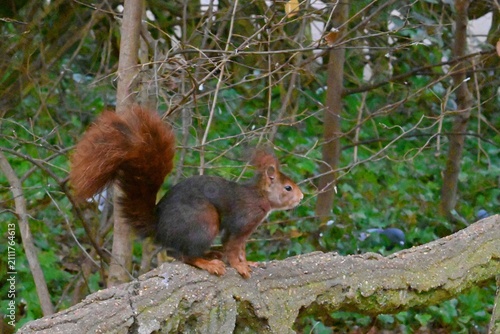 Curious squirrel in a city park in a natural environment