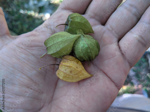 Fotografie Fresh ciplukan fruit (Physalis angulata) held in hand, close-up shot