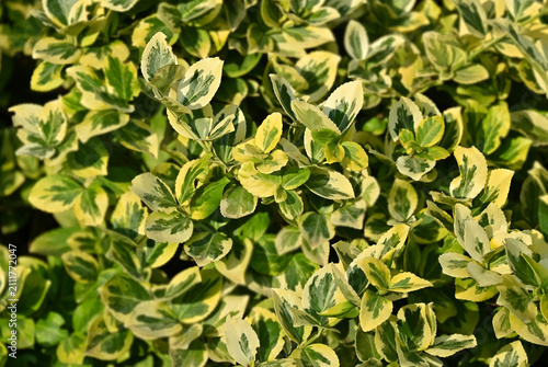 Euonymus fortunei (Emerald'n Gold) plant