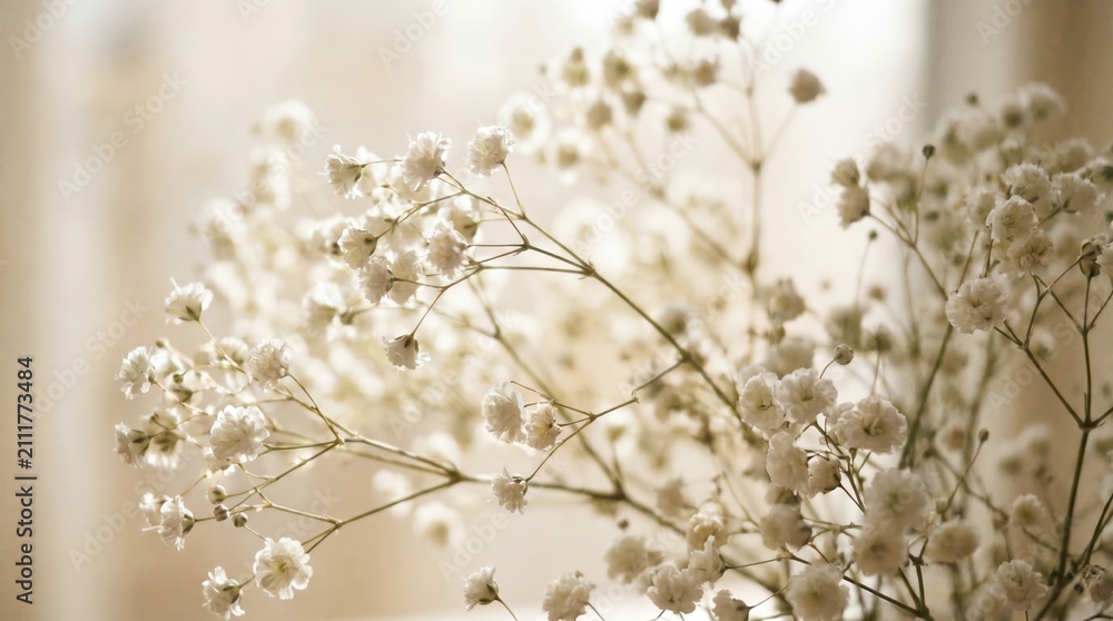 Naklejka premium Close up of delicate white baby breath flowers with thin branching stems against a soft blurred neutral background in natural light