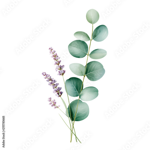 Botanical watercolor eucalyptus and lavender sprig on transparency background