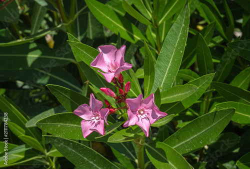 Pink flowers and leaves on the oleander tree. 