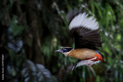 Blue-winged Pitta in flight in dense tropical forest, wings spread and body angled downward, vibrant plumage contrasts with dark green foliage, natural habitat, slow shutter speed for wing movement