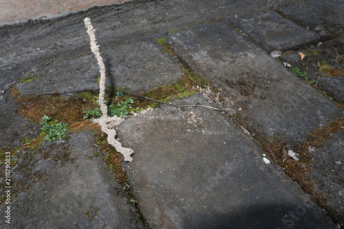 Quadro su tela Close-up of a termite mud tube emerging through cracks in a paved yard surface at a rural home in Java, Indonesia