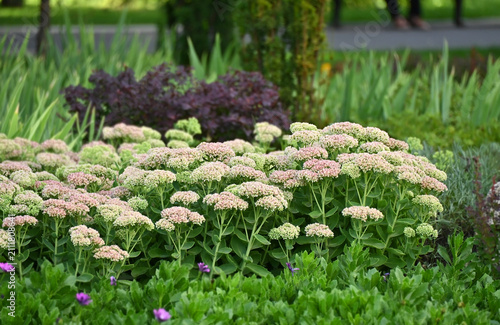Pink sedum (Hylotelephium telephium) in park flowerbed
