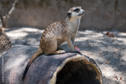 A cute meerkat stands tall and alert on a log, carefully observing its surroundings in a sunny outdoor zoo enclosure.