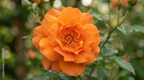 Vibrant Orange Rose in Full Bloom.
