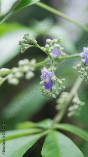 Foto This plant is Vitex negundo, most commonly known as the five-leaved chaste tree, Chinese chaste tree, Nirgundi, or Lagundi in the Philippines