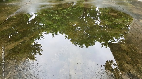 Reflection of trees and sky in a wet pavement puddle after rain
