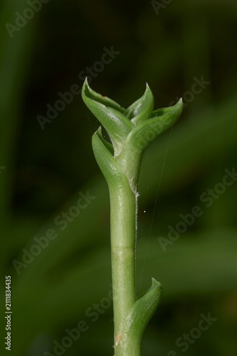 Photography Macro Close-Up Of Green Plant Stem With Emerging Buds And Delicate Spider Silk