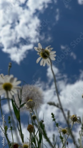 Ground level view through blooming chamomile flowers toward a bright blue sky with drifting clouds. Wildflowers gently moving in the breeze with dreamy shallow focus
