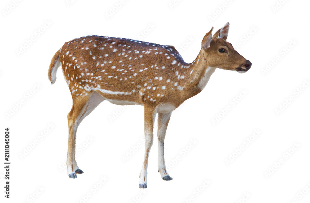 Obraz premium Spotted deer full body standing side view, cutout isolated on transparent background.