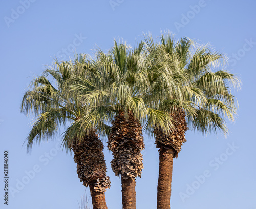 Three California Fan Palm Trees Against Clear Blue Sky