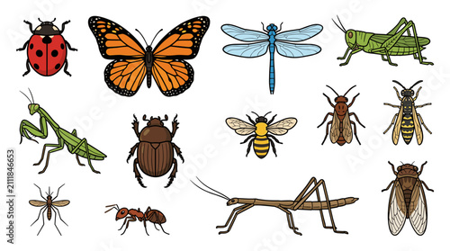 Premium collection of 12 distinct insect wing structures isolated vector set