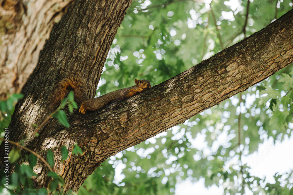 Obraz premium A squirrel lays flat hanging out on a tree branch.