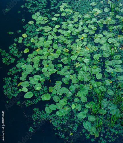 Green water lily pads, aquatic plants, and a few yellow flowers creating a vibrant natural pattern on the calm, dark surface of a freshwater pond