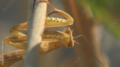 Extreme macro of a praying mantis resting on a dry plant stem with detailed forelegs, moving antennae and shallow depth of field in warm natural light