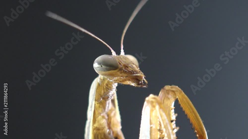 Extreme macro of a praying mantis resting on a dry stem with shallow depth of field. Natural light reveals detailed forelegs, antennae, and alert insect behavior