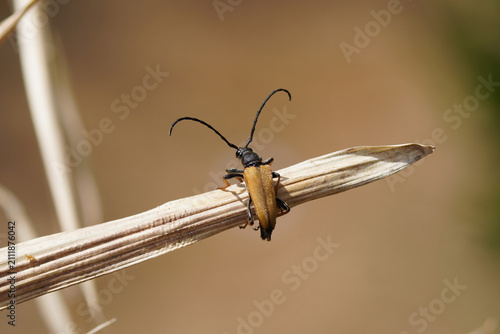 Foto Male red-brown longhorn beetle (Stictoleptura rubra), family Cerambycidae on a dried bamboo leaf