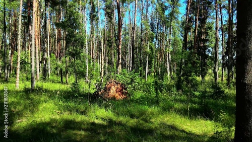 Фотография Tall pine trees surrounding a fallen tree stump in a vibrant green forest settin