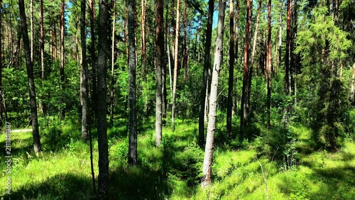 Canvas Print Tall pine trees surrounded by vibrant green underbrush in a sunlit forest settin