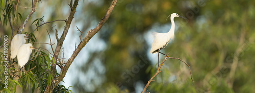 Obraz na plátně Little egret (Egretta garzetta) perched atop a branch alongside cattle egrets (Bubulcus ibis) in Tra Su Bird Sanctuary, Vietnam