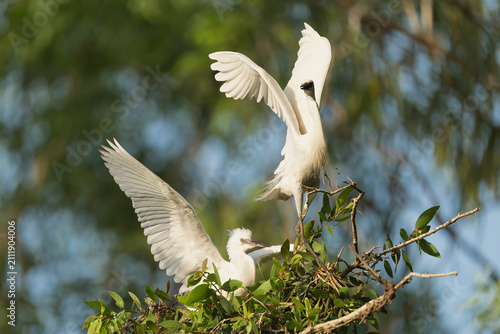 Little egrets (Egretta garzetta) spreading their wings in a treetop nest at Tra Su Bird Sanctuary, Vietnam. A striking wildlife moment capturing active behavior and bright white plumage.