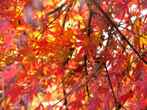 Photography bright colorful Japanese maple foliage