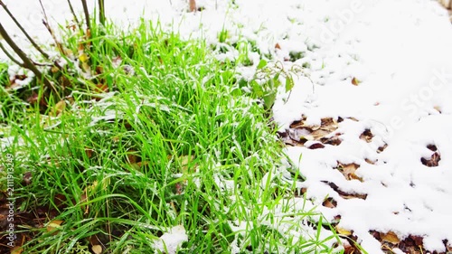 A video of green grass with tall, long grass leaves on which snow falls and melts and forms water droplets. On the right there is an empty copy space for text with fallen leaves, 4k quality