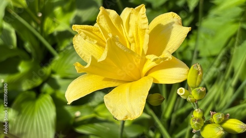 Bild auf Leinwand Close-up of a vibrant yellow double daylily Hemerocallis blooming in a sunny sum