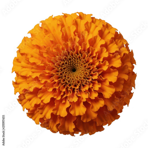 Orange Marigold Flower Isolated Transparent Background