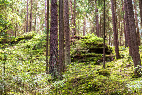 Konstfotografi Mossy coniferous forest in Fichtelgebirge Bavaria