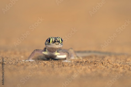 Namib gecko, web-footed gecko (Pachydactylus rangei) or palmato gecko in the sand, Dorob National Park, Namib Desert, Namibia