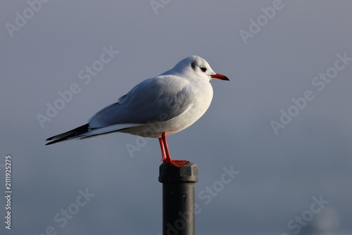 фотографія black-headed gull perched on a lakeside post